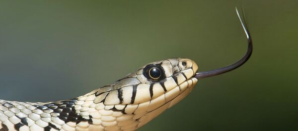 Serpent - Sputnik Afrique