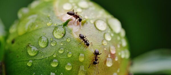 des fourmis - Sputnik Afrique