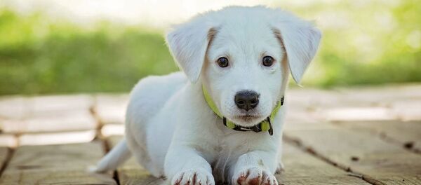 Un chiot  - Sputnik Afrique