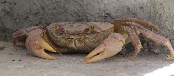 Сrabe Сrabe - Sputnik Afrique