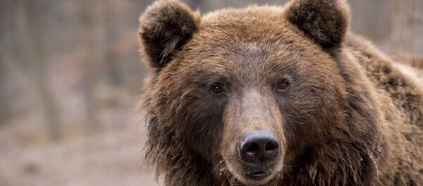 Un ours  - Sputnik Afrique