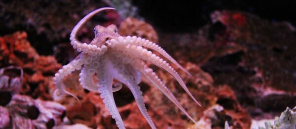 une pieuvre - Sputnik Afrique