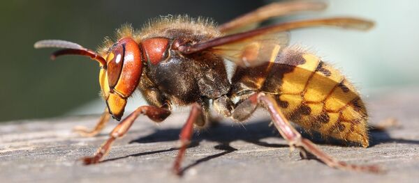 Un frelon - Sputnik Afrique