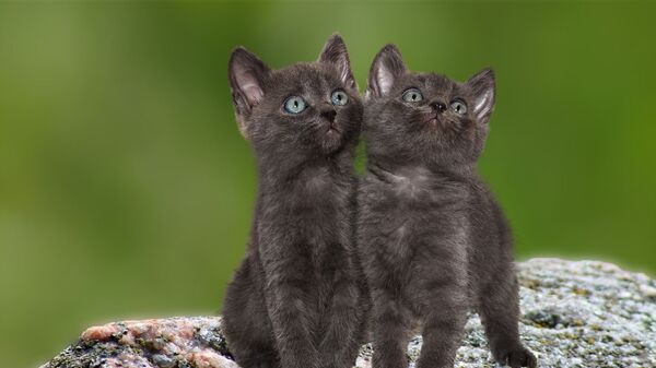 Deux chats (image d'illustration) - Sputnik Afrique