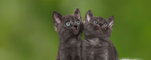 Deux chats (image d'illustration) - Sputnik Afrique