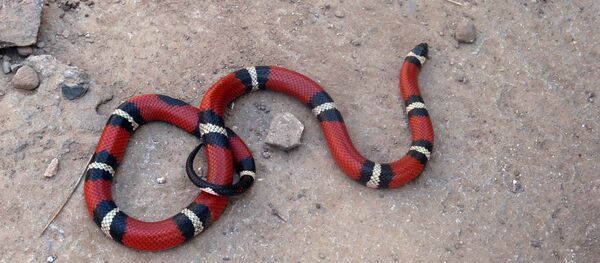 Serpent corail (image d'illustration) - Sputnik Afrique