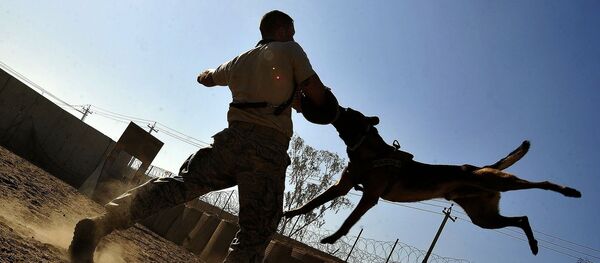un chien policier - Sputnik Afrique