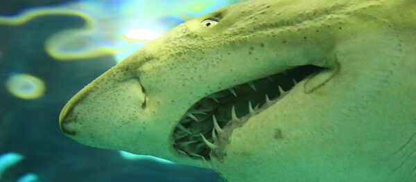 Акула - Sputnik Afrique