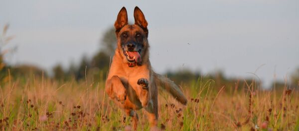 Бельгийский малинуа - Sputnik Afrique