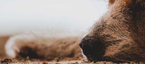 Chiot (image d'illustration) - Sputnik Afrique