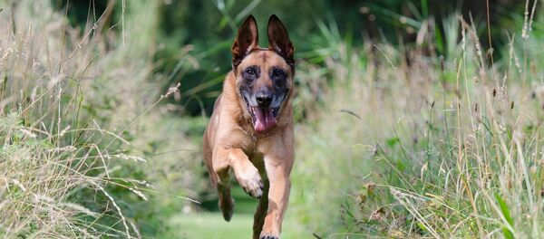 un malinois - Sputnik Afrique