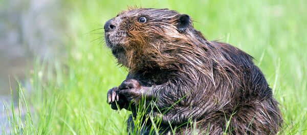 Castor (image d'illustration) - Sputnik Afrique