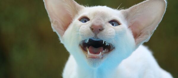 Chat siamois (image d'illustration) - Sputnik Afrique