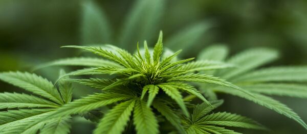 cannabis - Sputnik Afrique