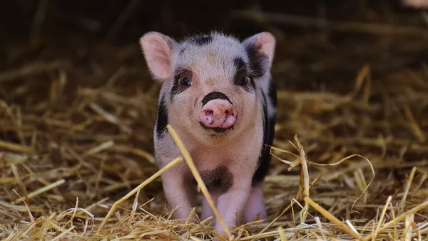 Micro-cochon (image d'illustration) - Sputnik Afrique