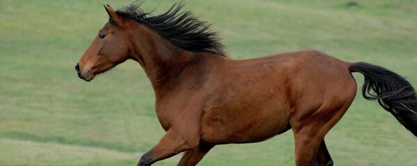 Cheval Cheval - Sputnik Afrique