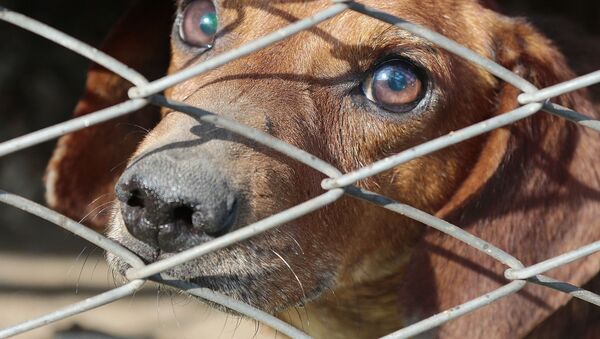 un chien dans une cage - Sputnik Afrique