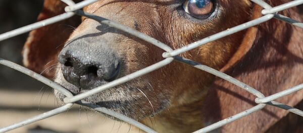 un chien dans une cage - Sputnik Afrique
