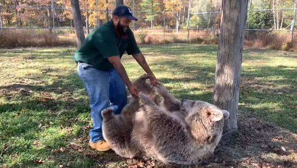 Cette scène va faire fondre les cœurs: un ours orphelin retrouve son gardien après des années de séparation - Sputnik Afrique