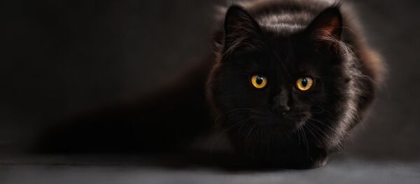 chat noir - Sputnik Afrique