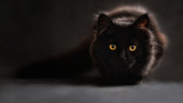 chat noir - Sputnik Afrique