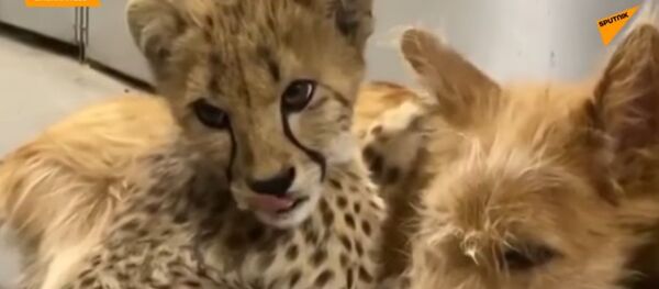 Moment de tendresse improbable entre un petit guépard et un chien - Sputnik Afrique