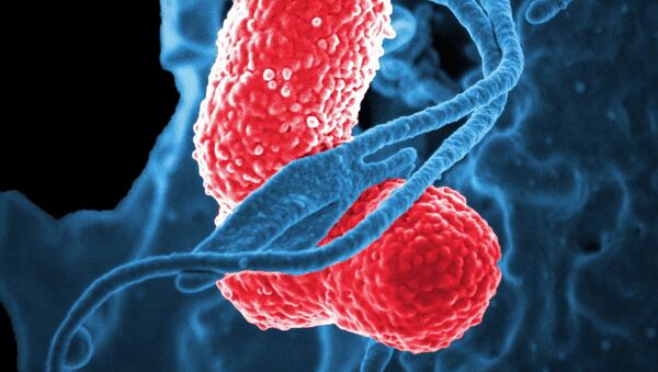 Bactéries, image d'illustration - Sputnik Afrique