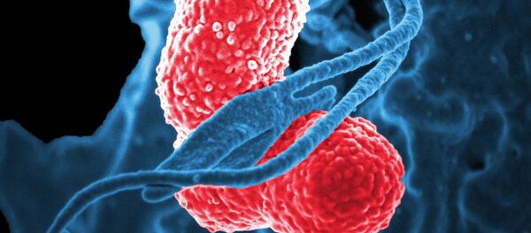 Bactéries, image d'illustration - Sputnik Afrique