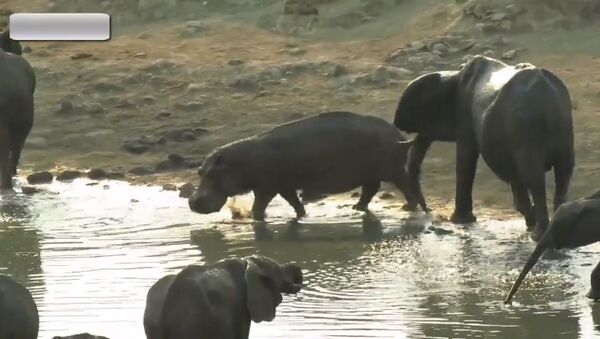 Voici ce qui se passe quand un hippo se faufile entre des éléphants - Sputnik Afrique