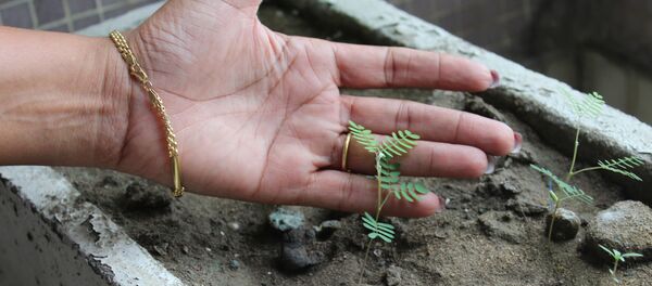 Une jeune pousse d’acacia - Sputnik Afrique