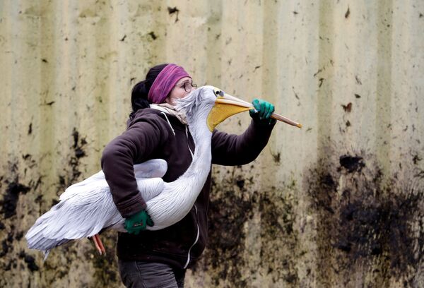Employée du zoo Dvur Kralove, en Tchéquie, portant un pélican vers la volière où il passera l’hiver. - Sputnik Afrique