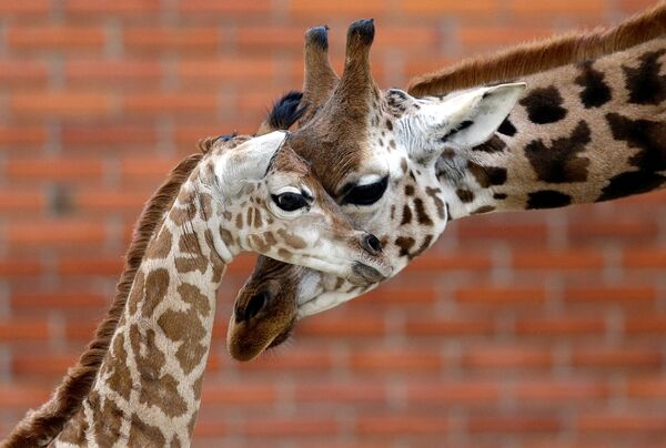 Le girafon Rotchild et sa mère, pensionnaires du zoo de la ville tchèque de Liberec. - Sputnik Afrique