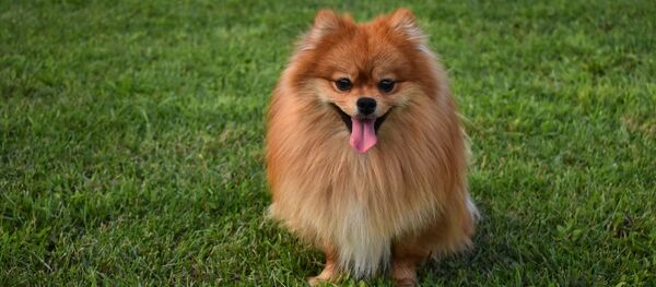 Loulou poméranien - Sputnik Afrique