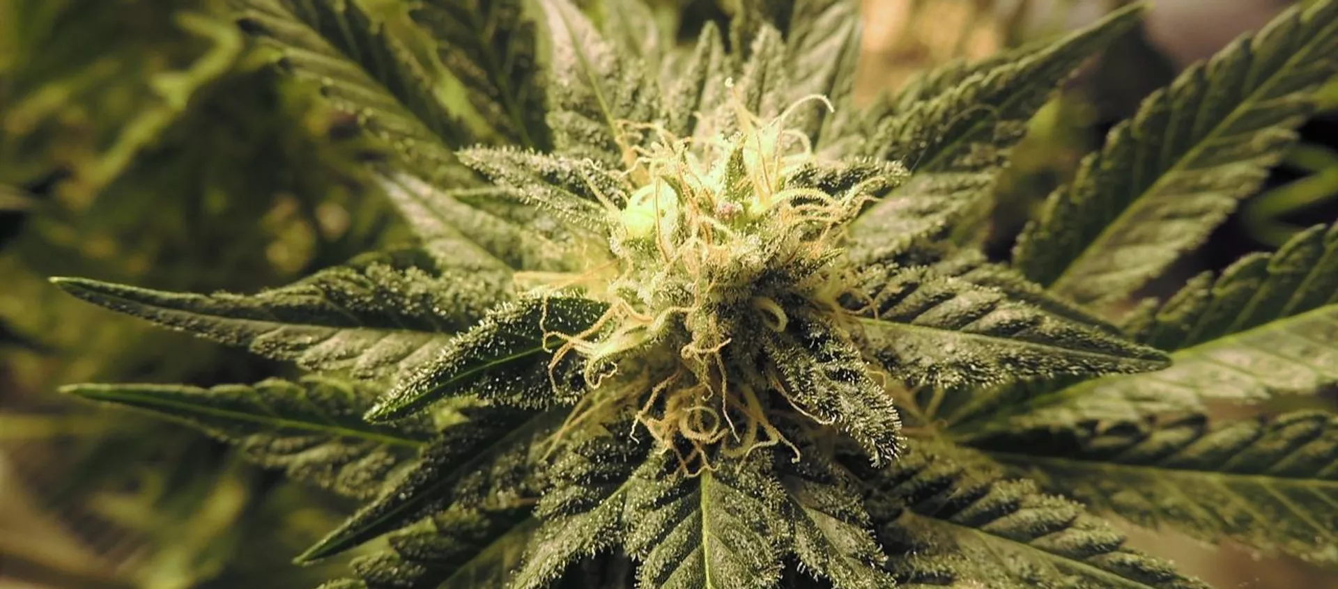 Cannabis - Sputnik Afrique, 1920, 03.03.2021