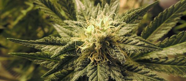 Cannabis - Sputnik Afrique