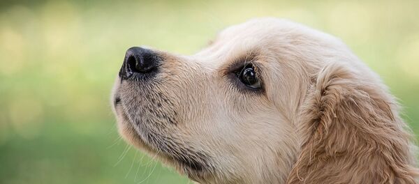 Golden retriever - Sputnik Afrique