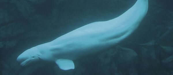 Beluga whale at the Atlanta aquarium. Photo by Greg Hume - Sputnik Afrique