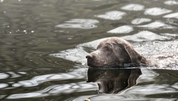 un chien dans l'eau - Sputnik Afrique