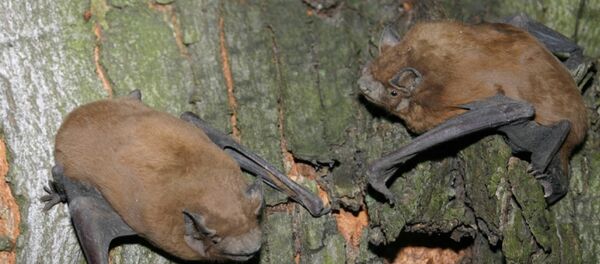 noctule commune  - Sputnik Afrique