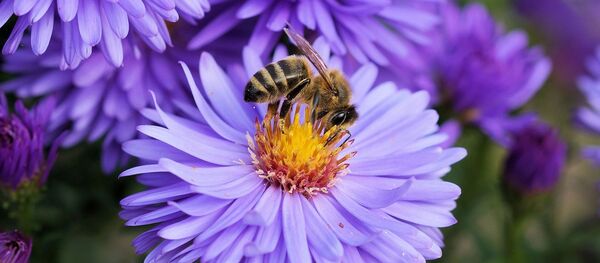 Abeille (image d'illusration) - Sputnik Afrique