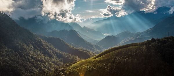 une forêt au Vietnam une forêt au Vietnam - Sputnik Afrique