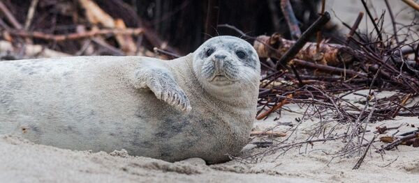 Phoque (image d'illustration) - Sputnik Afrique