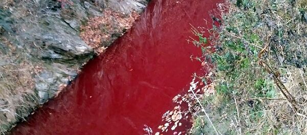 Une rivière sud-coréenne rouge du sang des bêtes abattues - photo Une rivière sud-coréenne rouge du sang des bêtes abattues - photo - Sputnik Afrique