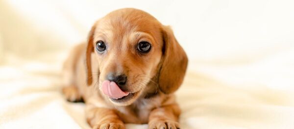 Un chiot (image d'illustration) - Sputnik Afrique