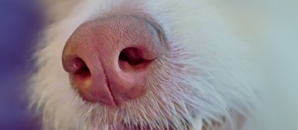 Nez de chien - Sputnik Afrique