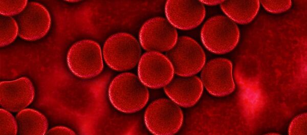 Cellules - Sputnik Afrique