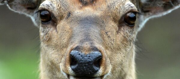Un cerf - Sputnik Afrique