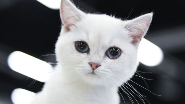 Un chat blanc - Sputnik Afrique