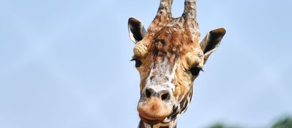 Une girafe Une girafe - Sputnik Afrique