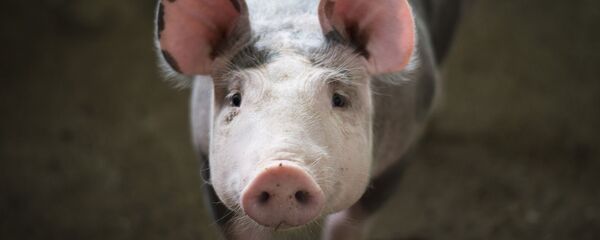 Porc, image d'illustration Porc, image d'illustration - Sputnik Afrique